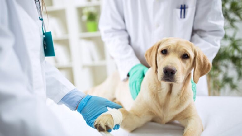 Habilitan para farmacias de CABA venta de medicamentos veterinarios bajo receta
